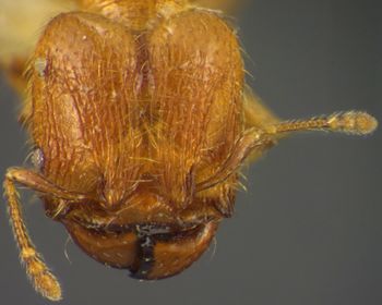Media type: image;   Entomology 34350 Aspect: head frontal view